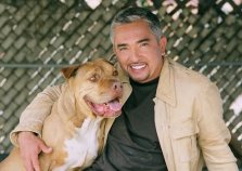 1+ images about Dog on Pinterest | Cesar millan, For dogs and