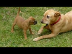 5 Top Dog Training Tips Free Dog Training From Youtube - Download