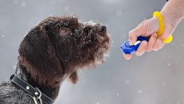 7 Most Popular Dog Training Methods - Dogtime