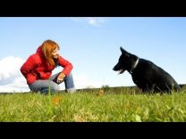 Basic Dog Training Videos - Best Dog Training Videos - Hot To Dog