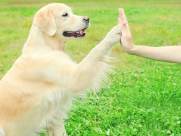 Break the dog-training routine (column)