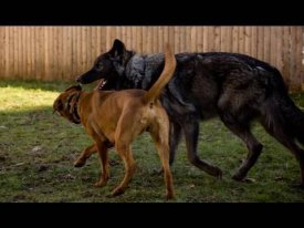 Can you train a Wolf? (K9-1.com) - YouTube