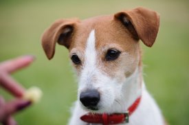Companion Animal Psychology: Dog Training, Animal Welfare, and the