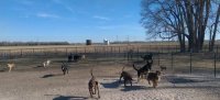 Dog Boarding and Dog / Puppy Training in Hutchinson, KS | Special