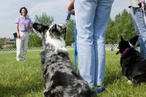 Dog Trainer Career Profile and Salary Information