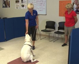 Ever ask, Can any dog be trained? Animal Society trainer answers