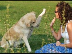 How to Train Your Dog - Dog Training Tips For Obedience Training