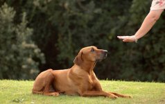 How to Train your Dog to Stay | All Photos in One Blog