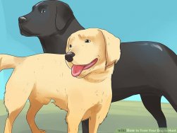 How to Train Your Dog to Hunt: 11 Steps (with Pictures) - wikiHow