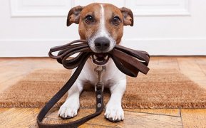 Maryland Dog Training | In-Home Dog Training | Dog Trainers, Puppy