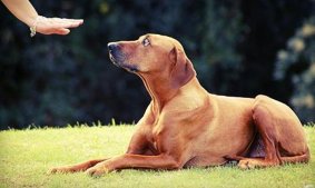 Obedience-Training Session - Off Leash K9 Training - Tucson | Groupon