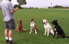 Pros and cons of sending your dogs for training! - The Chocolate