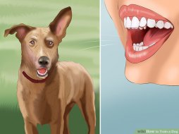 Proven Ways to Train Your Dog - wikiHow