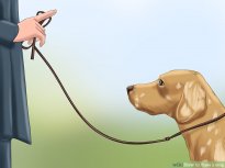 Proven Ways to Train Your Dog - wikiHow