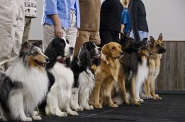 Provincetown Dog Training Classes