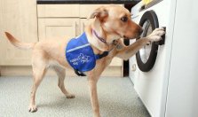 Specially-trained dogs can now help out their disabled owners with