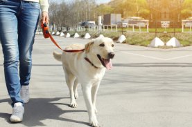 The Not-So-Obvious Benefits of a Beginner Dog Training Class