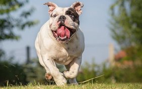 Virginia and Washington D.C. Dog Training | In-Home Dog Training