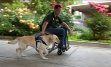 What is a Guide Dog Trainer? - Quora