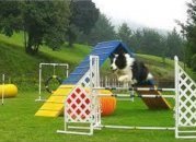 Agility dog coarse