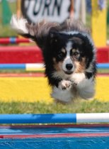 Agility High Jump