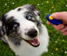 Clicker training dog