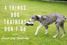 dog trainer, dog training, dog obedience, puppy, puppy training, puppy classes, Frederick, clicker, Smart Dog,