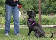 dog training, best dog training books, best dog training resources, dog training books, dog obedience, dog separation anxiety, puppy training, dog housebreaking, housebreak dog, housebreak puppy, crate training