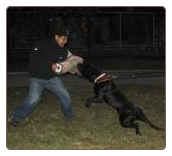 Guard Dog NY, Dog Protection Training