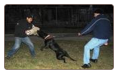Guard Dog NY, Dog Protection Training