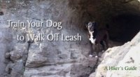 How to Train Your Dog to Walk Off Leash