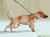 Image titled Control Your Dog Step 9