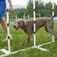 Animal training methods