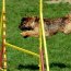 Dog training guide free
