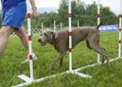 Animal training methods