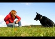 Basic dog training videos