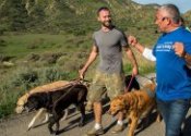 Cesar dog trainer videos