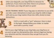 Dog behavior training tips