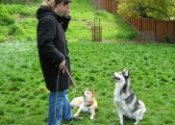 Dog discipline training
