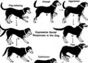 Dog whisperer training
