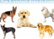 Easy trained dogs