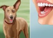 How to trained a dog?