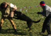 Police dogs training methods