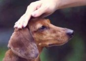 Top 10 dog training tips