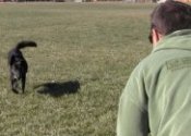 Training a dog to be off leash