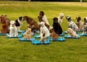 Training dogs to stay