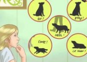 Ways to train Your dog
