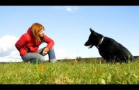 Basic dog training videos