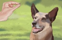 Different ways to train a dog