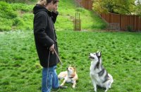 Dog discipline training